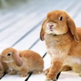 Kada odvojiti zeca od zeca